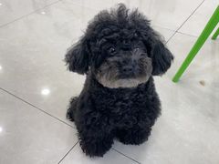 -佳雯宠物医院(四明中路分院)