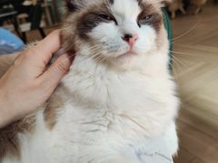 -安格丽娜·狗咖·猫咖羊驼咖(春熙路百盛商场店)