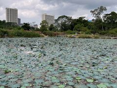 -广西壮族自治区药用植物园