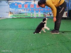 -宠物寄养训练学校