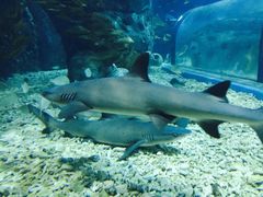 -福州罗源湾海洋世界旅游区