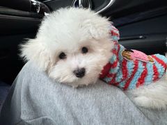 -翊宠yipet猫狗购宠庄园犬舍•猫舍