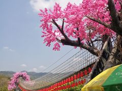 -天适樱花悠乐园