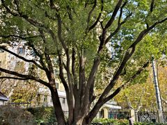 -徐家汇源景区-衡山公园