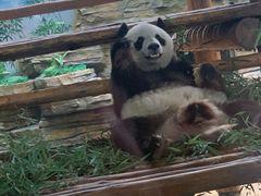 -西霞口神雕山野生动物世界