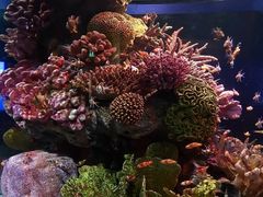 -暹罗海洋世界