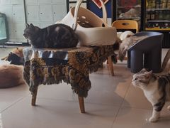 -平行世界·猫咖(首经贸店)