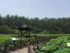 -合肥滨湖国家森林公园