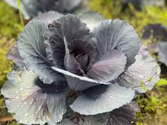 -中国天府农业博览园