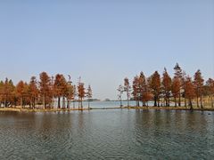 -贡湖湾湿地公园