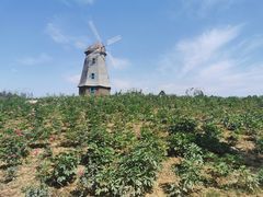 -都江堰玫瑰花溪谷