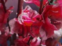 -卡尔顿东方银龙酒店•广西菜•早茶