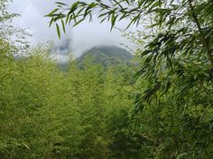 -卧龙自然保护区