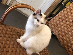 -猫色咖啡·猫咖