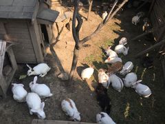 -鹅湖玫瑰文化园