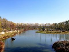 -合肥滨湖国家森林公园