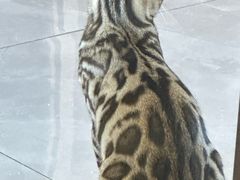 -德元·美联众合24小时动物医院(总院)