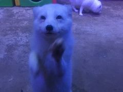 -芜湖新华联大白鲸海洋公园