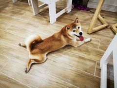 -李小姐の猫咖啡馆(五角场店)