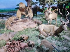 -国家自然博物馆