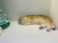 -小猫来了·猫舍(红山六九七九店)
