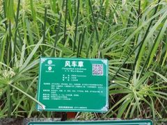 -广西壮族自治区药用植物园