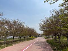 -古柏渡丰乐樱花园