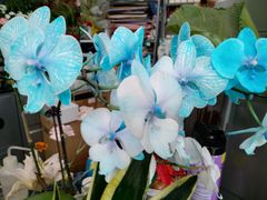-FEI FEI FLOWER鲜花店·气球派对·宝宝宴布置(虹口德必运动Loft店)