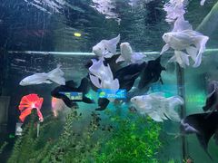 -洛阳龙门海洋馆