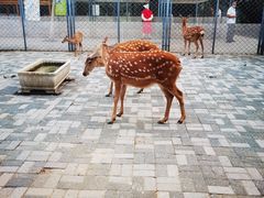 -长白岛森林公园