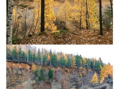 -峡谷浮石林景区