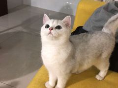 -猫大福·Fortune Cat猫舍(百子湾店)