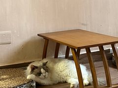 -楼上猫咖(罗湖店)