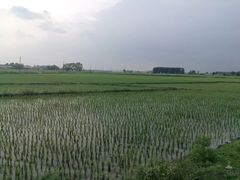 -白渔泡湿地公园