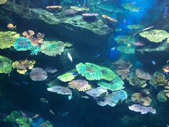 -暹罗海洋世界