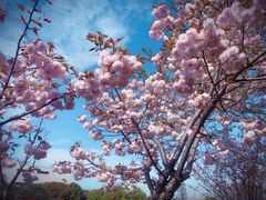 -高东镇樱花园