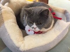 -滚猫咖啡·猫咖·猫友好撸猫(未来城店)