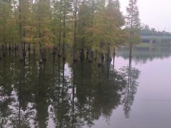 -白鹭湾湿地公园