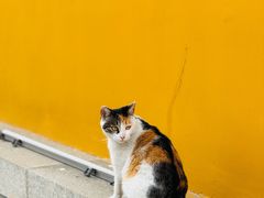 -圆通寺