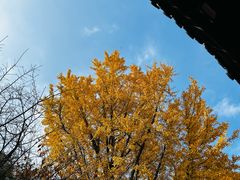 -龙华素斋(龙华路店)