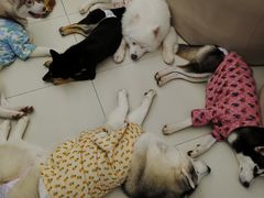 -怪兽屋·羊驼·猫咖·狗咖(俊华广场店)