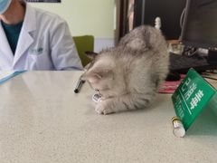 -艾吉宠物医院·疑难杂症转诊中心·猫友好(碧江路院)