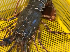 龙虾-泰华海鲜中餐厅(普吉镇店)