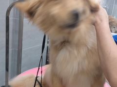 -宠福鑫康馨动物医院·骨科·眼科