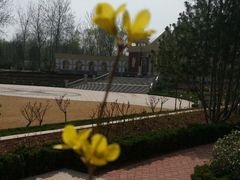 连翘-济南植物园