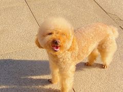 -宠福鑫康馨动物医院·骨科·眼科