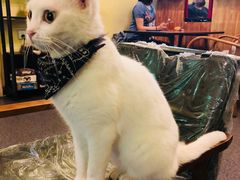 -猫色咖啡·猫咖