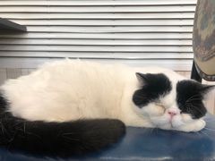 -猫小院猫主题咖啡厅(北锣店)