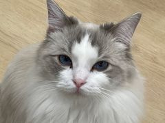 -有喵·猫咖·狗咖·30几只猫10只小狗(岗厦店)