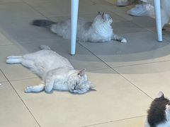 -怪兽屋·羊驼·猫咖·狗咖(俊华广场店)